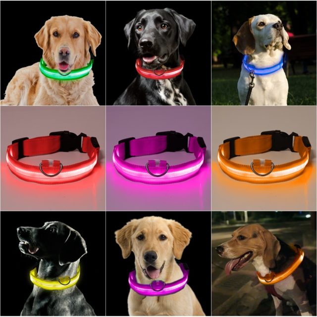 light up dog leash