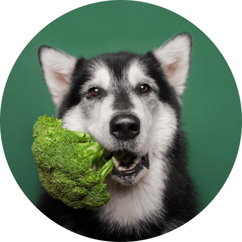broccoli-min