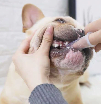 Dogs-Pets 1