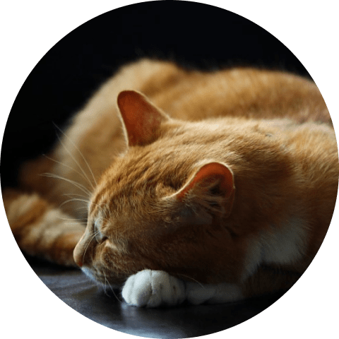 sleepingcat-min
